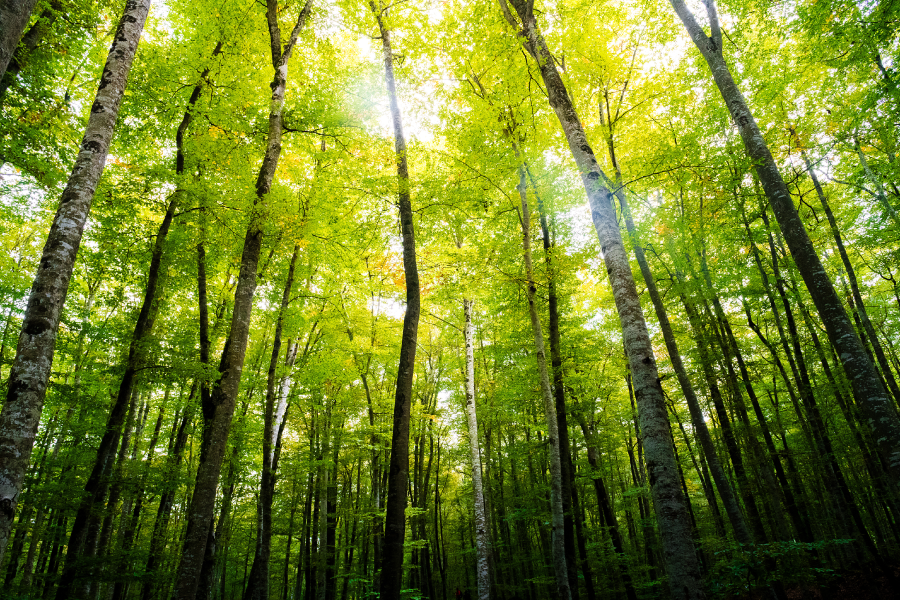 AdobeStock_383540825-sustainable-LR